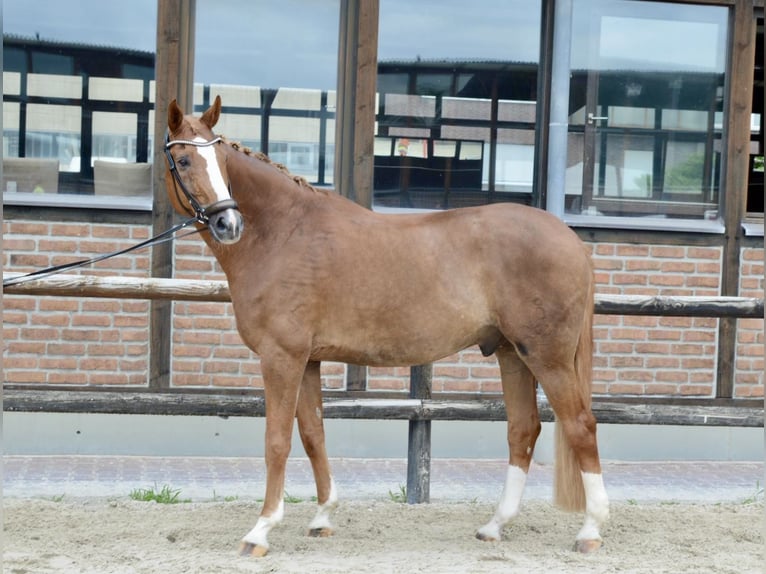 Oldenburger Wallach 12 Jahre 172 cm Fuchs in Heidesheim am Rhein