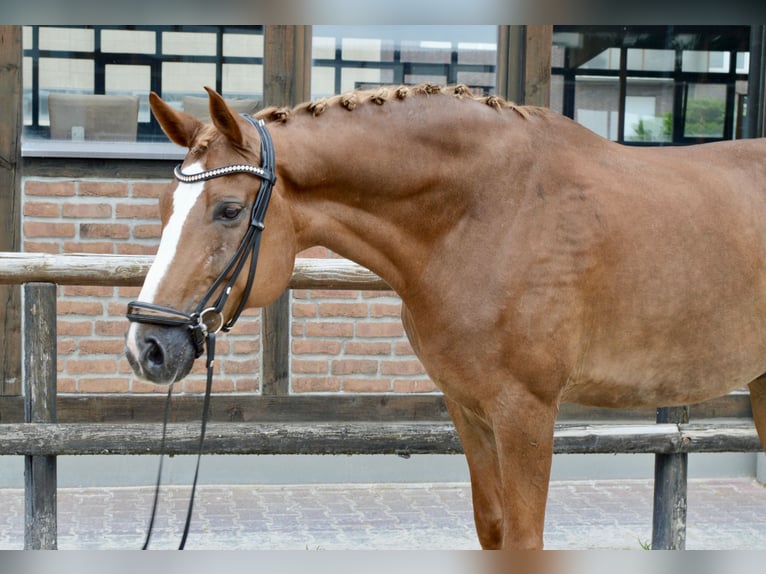 Oldenburger Wallach 12 Jahre 172 cm Fuchs in Heidesheim am Rhein