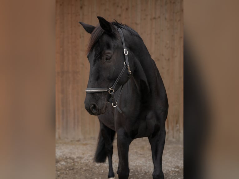 Oldenburger Wallach 12 Jahre 172 cm Schwarzbrauner in Bad Soden-Salmünster