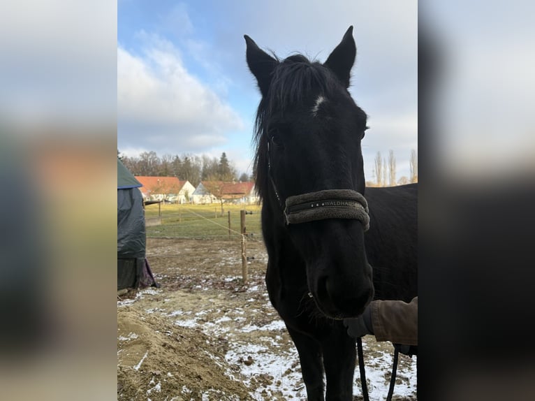 Oldenburger Wallach 12 Jahre 173 cm Rappe in Stadtbergen