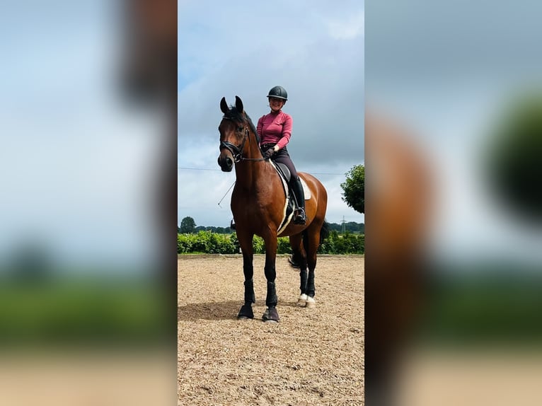 Oldenburger Wallach 12 Jahre 174 cm Brauner in Hetlingen