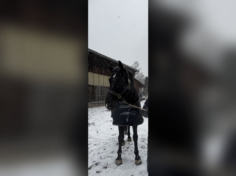 Oldenburger Wallach 12 Jahre 174 cm Dunkelbrauner in Laßnitzhöhe