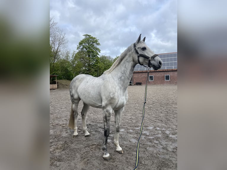 Oldenburger Wallach 12 Jahre 174 cm Schimmel in Aurich Egels