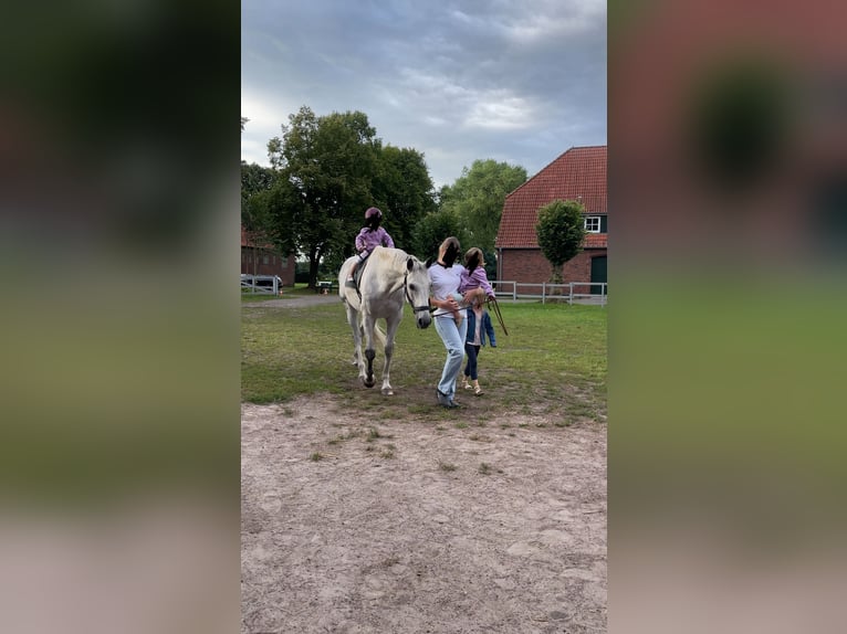 Oldenburger Wallach 12 Jahre 174 cm Schimmel in Aurich Egels