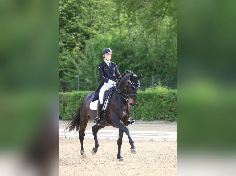 Oldenburger Wallach 12 Jahre 175 cm Dunkelbrauner in Böblingen