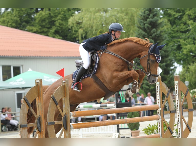 Oldenburger Wallach 12 Jahre 176 cm Fuchs in Insel Poel