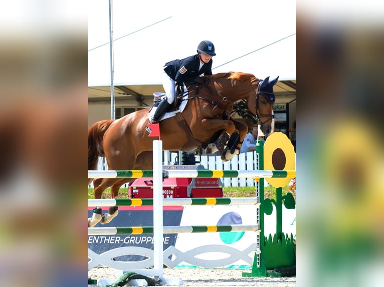 Oldenburger Wallach 12 Jahre 176 cm Fuchs in Insel Poel