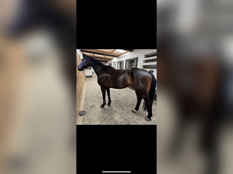 Oldenburger Wallach 13 Jahre 165 cm Dunkelbrauner in Irrel