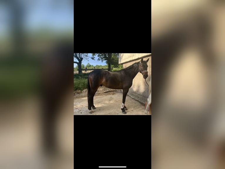 Oldenburger Wallach 13 Jahre 165 cm Dunkelbrauner in Irrel