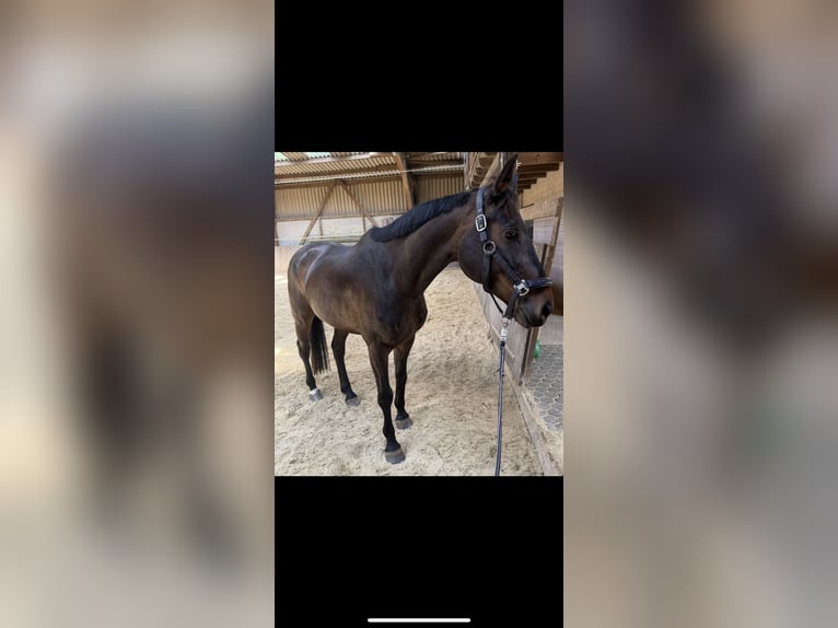 Oldenburger Wallach 13 Jahre 165 cm Dunkelbrauner in Irrel