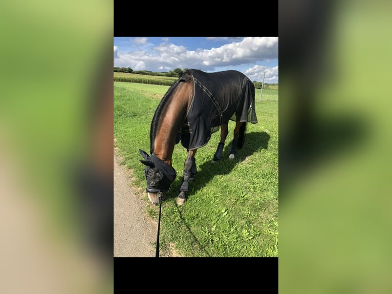 Oldenburger Wallach 13 Jahre 167 cm Brauner in Büdingen