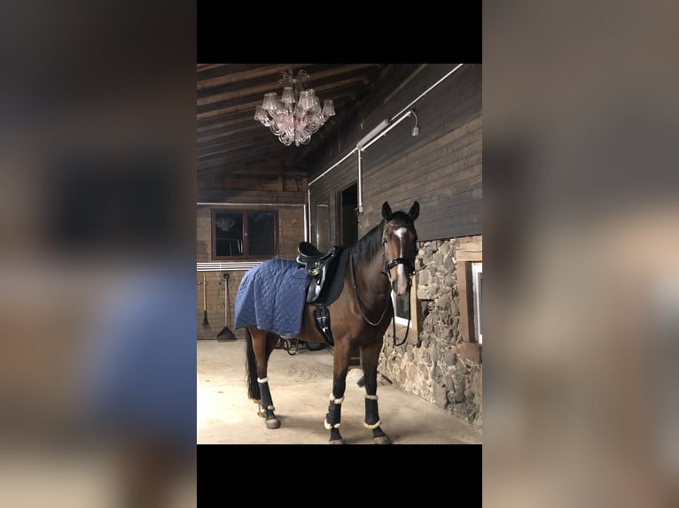 Oldenburger Wallach 13 Jahre 167 cm Brauner in Büdingen