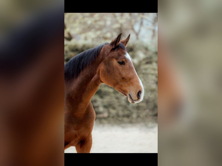Oldenburger Wallach 13 Jahre 167 cm Brauner in Büdingen