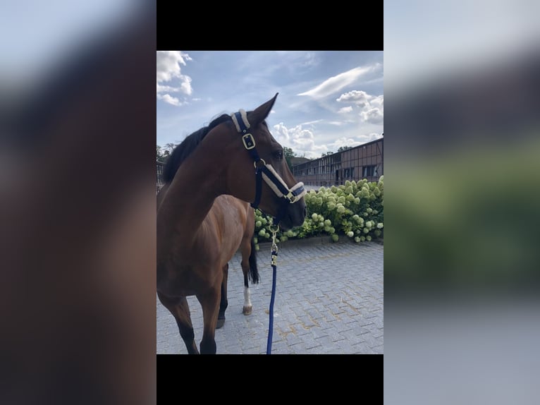 Oldenburger Wallach 13 Jahre 167 cm Brauner in Büdingen