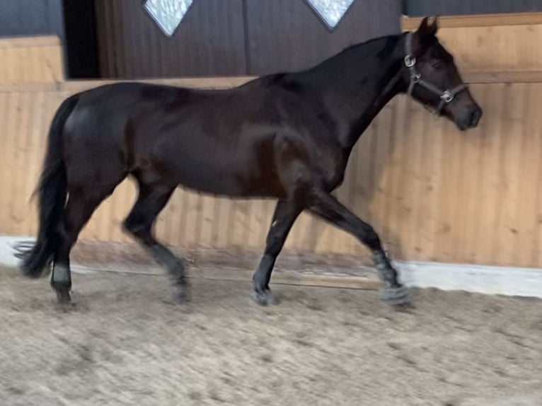 Oldenburger Wallach 13 Jahre 168 cm Dunkelfuchs in Pulheim