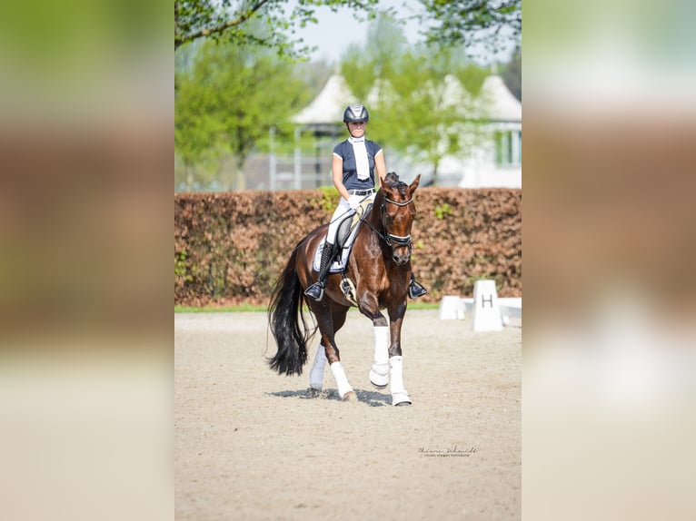 Oldenburger Wallach 13 Jahre 168 cm Dunkelfuchs in Pulheim