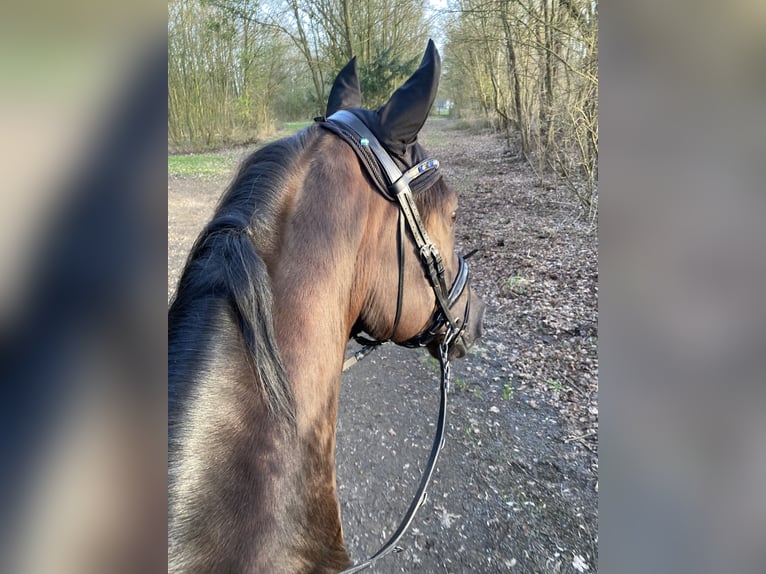 Oldenburger Wallach 13 Jahre 168 cm Dunkelfuchs in Pulheim