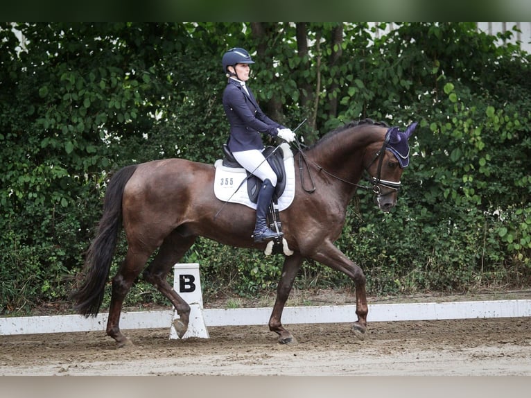 Oldenburger Wallach 13 Jahre 168 cm Dunkelfuchs in Pulheim