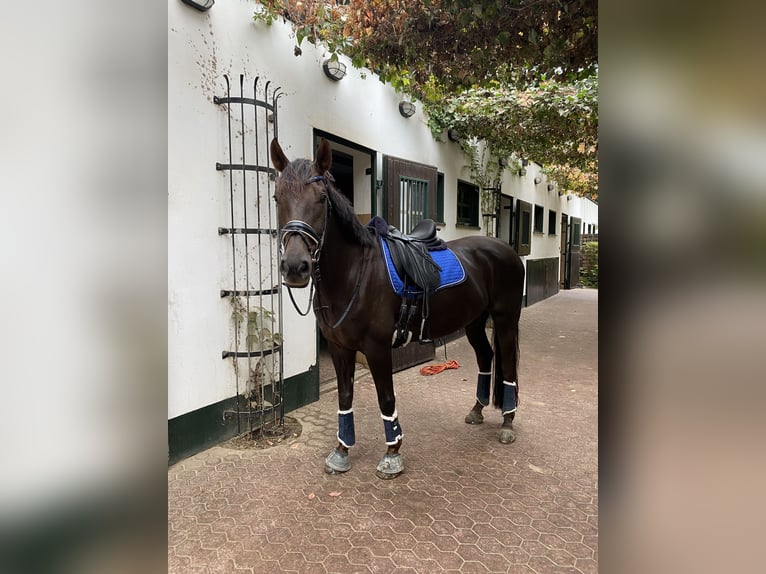 Oldenburger Wallach 13 Jahre 168 cm Dunkelfuchs in Pulheim