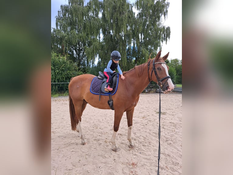 Oldenburger Wallach 13 Jahre 170 cm Fuchs in Groß-Umstadt