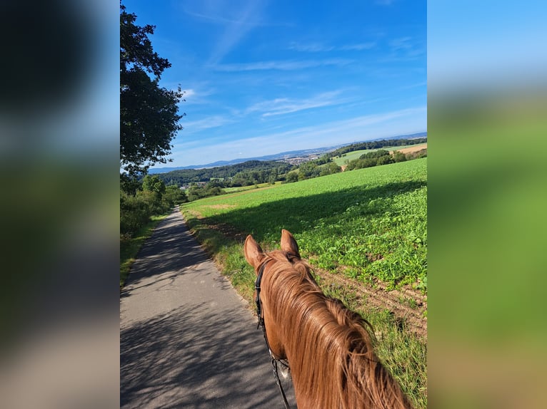 Oldenburger Wallach 13 Jahre 170 cm Fuchs in Groß-Umstadt