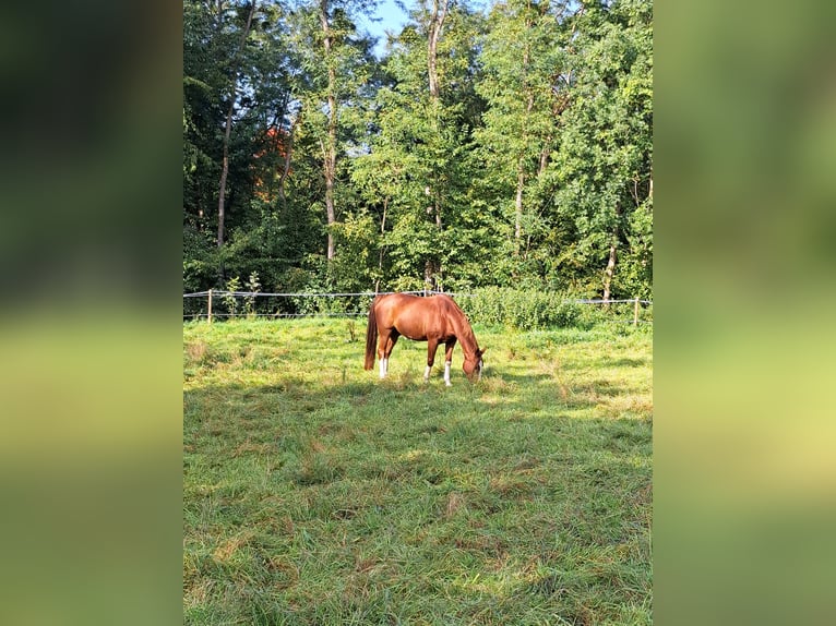 Oldenburger Wallach 13 Jahre 170 cm Fuchs in Groß-Umstadt