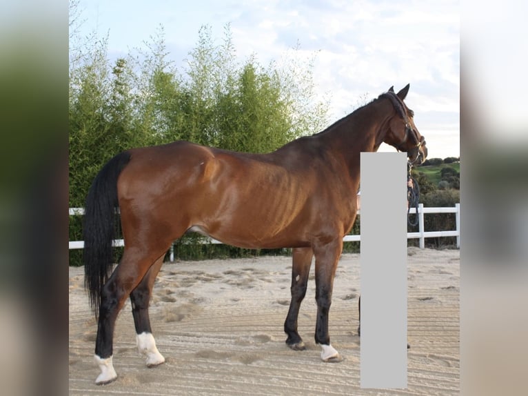 Oldenburger Wallach 13 Jahre 170 cm Hellbrauner in Madrid