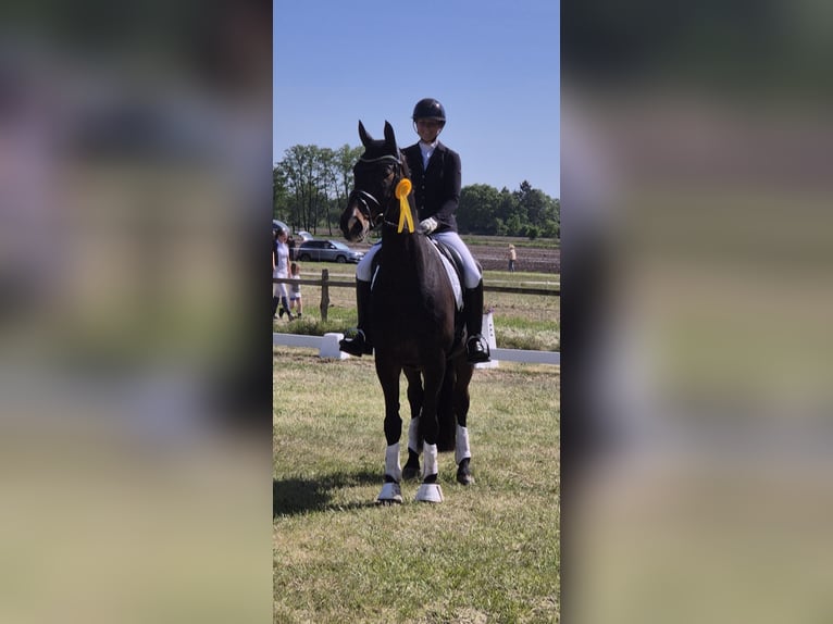 Oldenburger Wallach 13 Jahre 172 cm Dunkelbrauner in Beverstedt