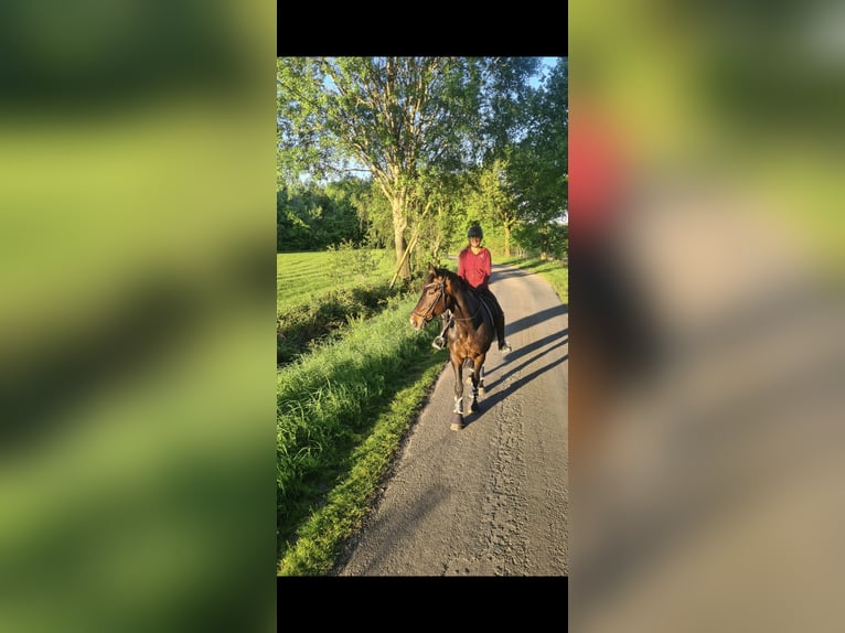 Oldenburger Wallach 13 Jahre 172 cm Dunkelbrauner in Beverstedt