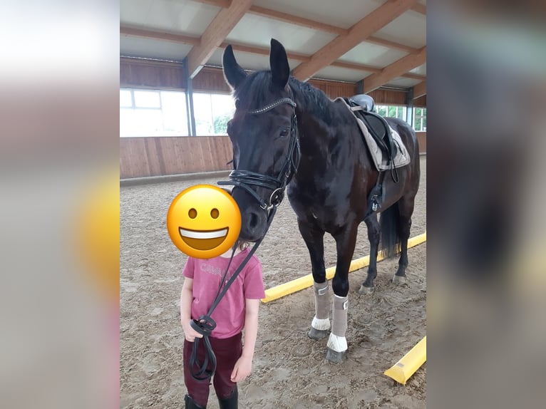 Oldenburger Wallach 13 Jahre 173 cm Rappe in Kassel