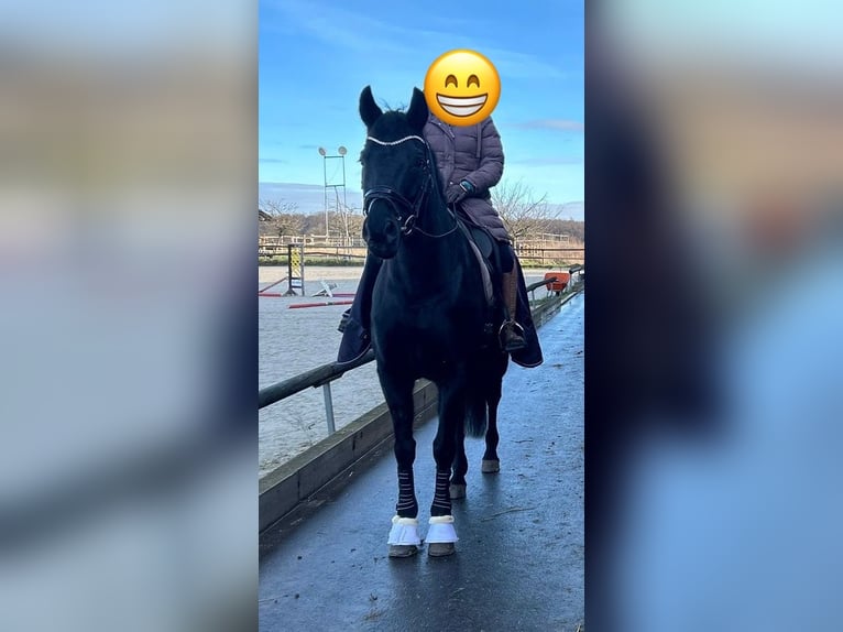 Oldenburger Wallach 13 Jahre 173 cm Rappe in Kassel