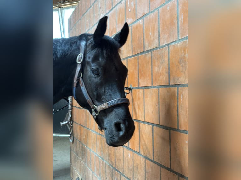 Oldenburger Wallach 13 Jahre 173 cm Rappe in Kassel