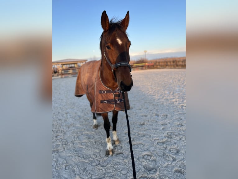 Oldenburger Wallach 13 Jahre 174 cm Brauner in Elsfleth