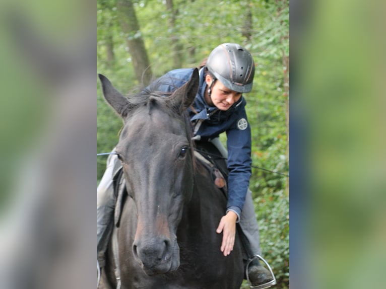 Oldenburger Wallach 13 Jahre 174 cm Dunkelbrauner in Gummersbach