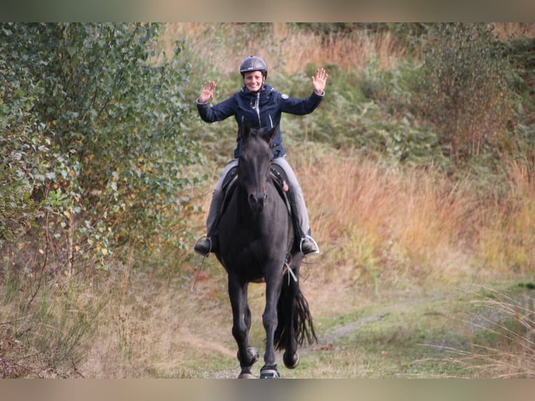Oldenburger Wallach 13 Jahre 174 cm Dunkelbrauner in Gummersbach