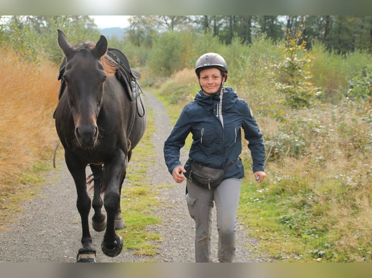 Oldenburger Wallach 13 Jahre 174 cm Dunkelbrauner in Gummersbach