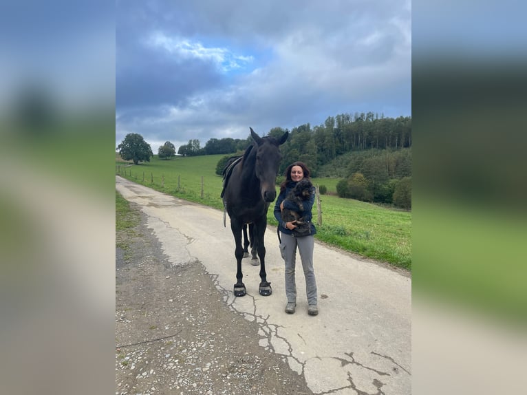 Oldenburger Wallach 13 Jahre 174 cm Dunkelbrauner in Gummersbach