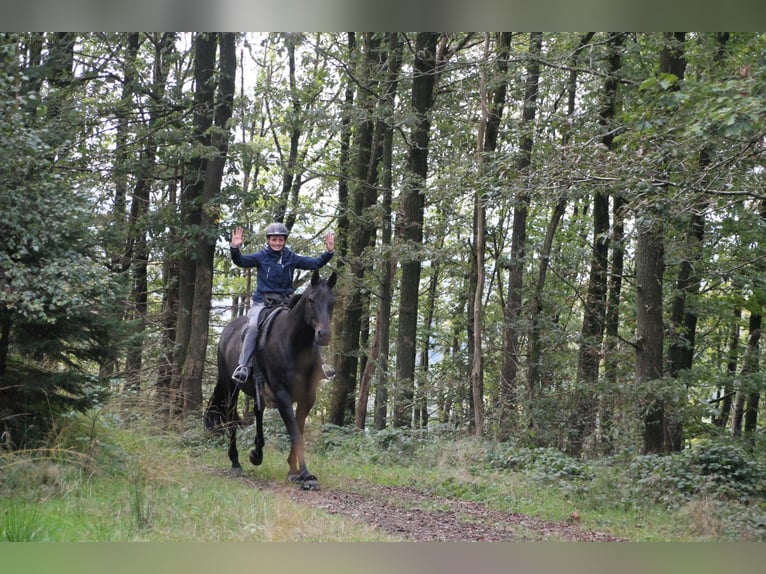 Oldenburger Wallach 13 Jahre 174 cm Dunkelbrauner in Gummersbach