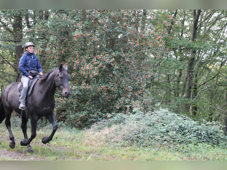 Oldenburger Wallach 13 Jahre 174 cm Dunkelbrauner in Gummersbach