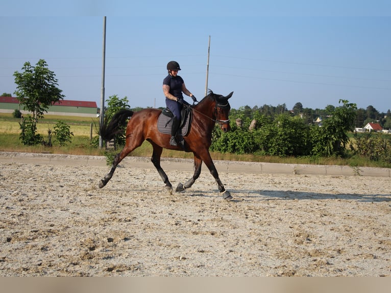Oldenburger Wallach 13 Jahre 175 cm Brauner in Hornstein / Vorištan