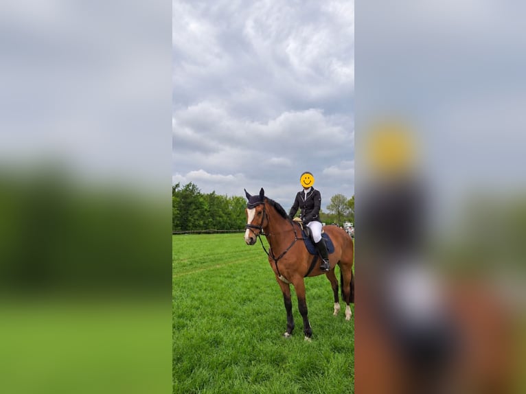 Oldenburger Wallach 13 Jahre 175 cm Brauner in Ladelund