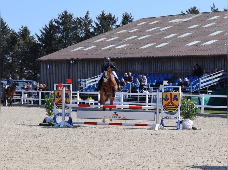 Oldenburger Wallach 13 Jahre 175 cm Brauner in Ladelund
