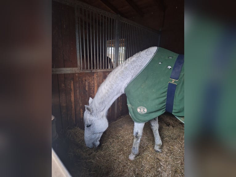 Oldenburger Wallach 13 Jahre 175 cm Fliegenschimmel in Senden