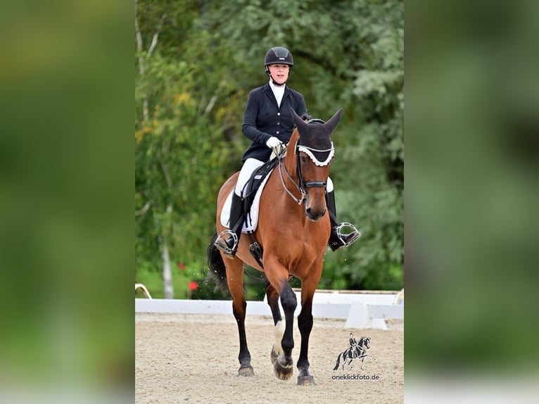 Oldenburger Wallach 13 Jahre 178 cm Brauner in Gro&#xDF;langheim