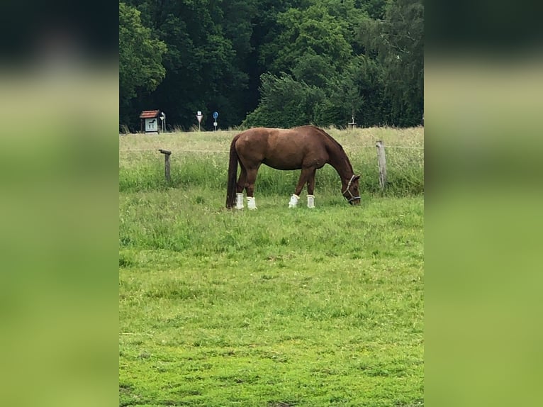 Oldenburger Wallach 13 Jahre 180 cm Fuchs in Münster