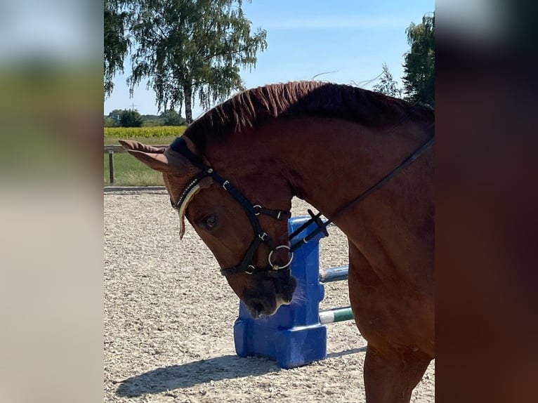Oldenburger Wallach 13 Jahre 180 cm Fuchs in Münster