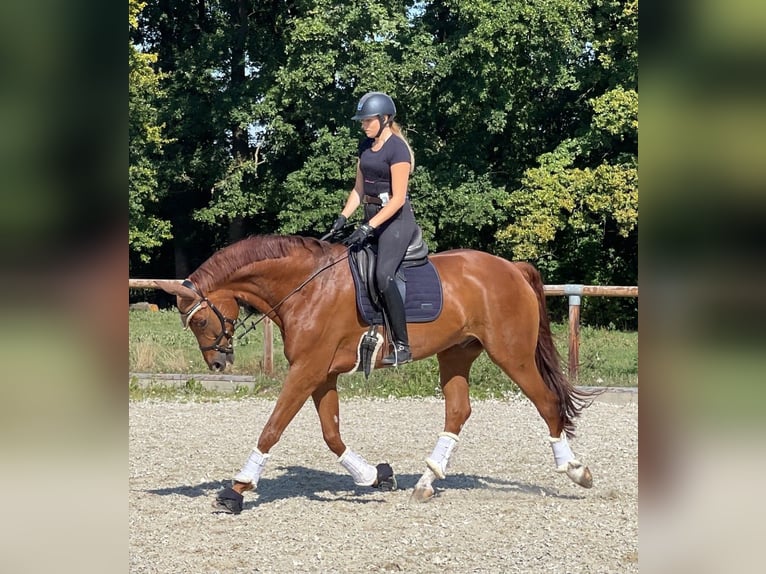 Oldenburger Wallach 13 Jahre 180 cm Fuchs in Münster