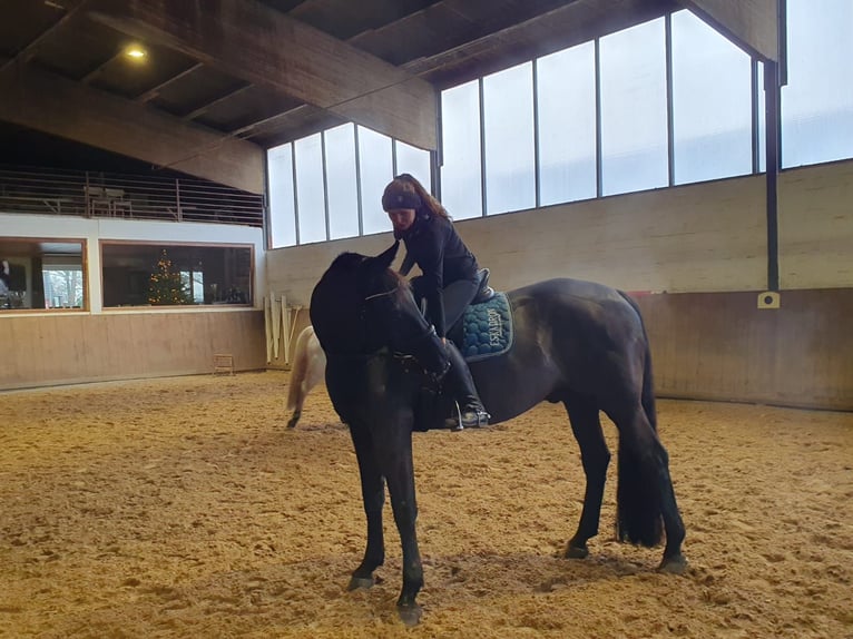 Oldenburger Wallach 13 Jahre 180 cm Schwarzbrauner in Nordholz