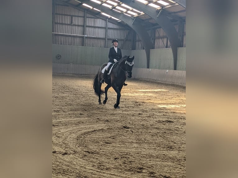 Oldenburger Wallach 13 Jahre 180 cm Schwarzbrauner in Nordholz
