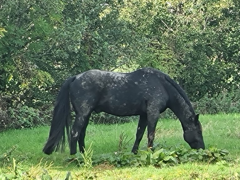 Oldenburger Wallach 13 Jahre 180 cm Schwarzbrauner in Nordholz
